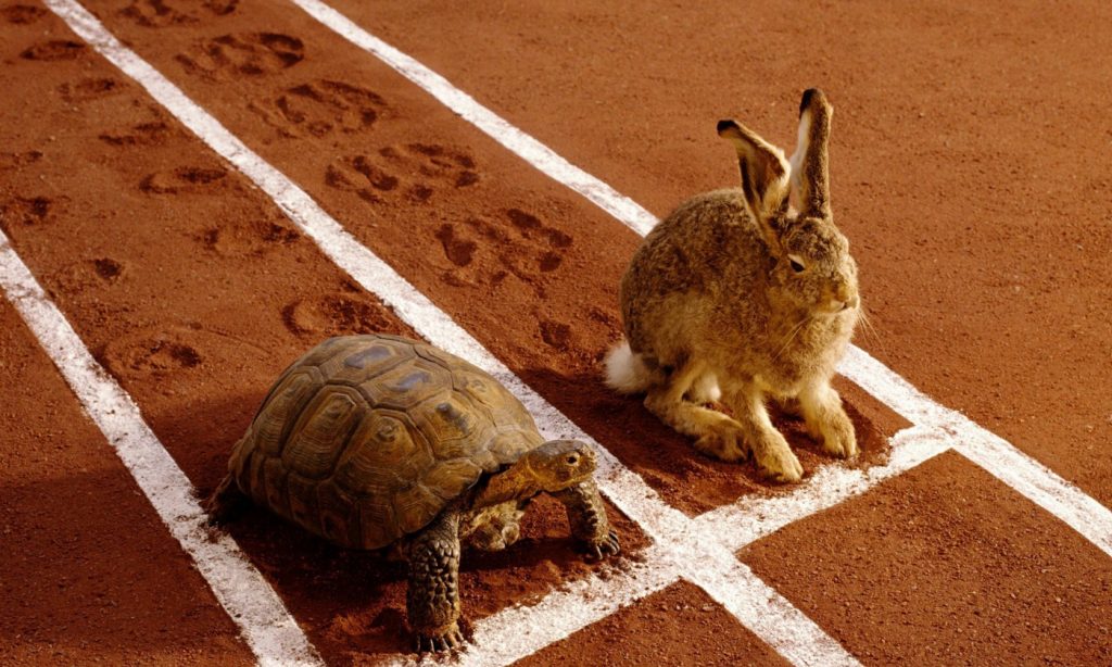 Tortoise and a hare on a race track